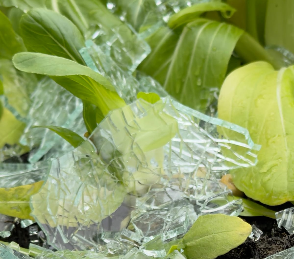 Bok Choy growing in soil is embraced by layers and pieces of connected and singular shattered glass