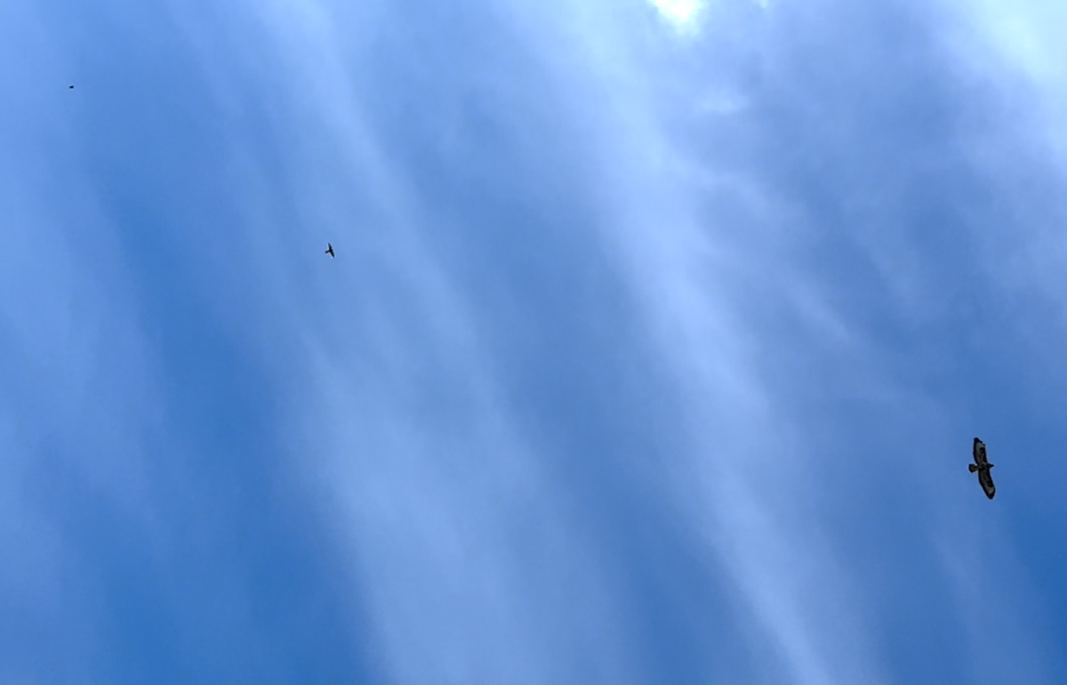 looking up to three birds of prey flying at different heights against the blue sky
