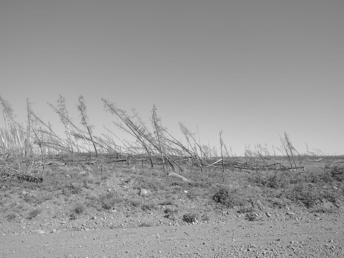 skeletons of trees from fire bent over a large area of flat land covered in low grasses