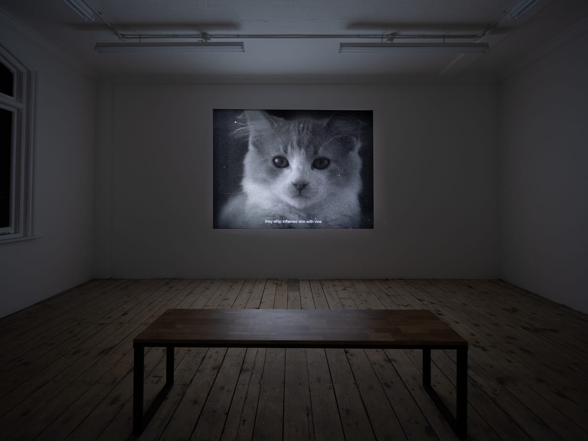installation view of the film, a wooden bench on wooden floor, in front of the projected image, which is paused at the face of a cat