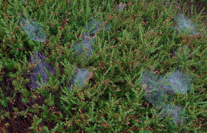 multiple spider webs spread over heather hill