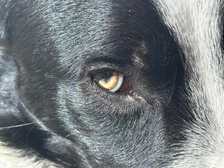 a black and white border collie's eye shows orange/yellow/purple/black under natural sun light 